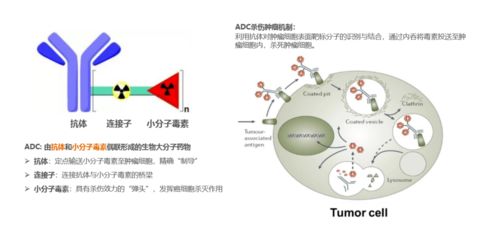 共繪生物醫藥新藍圖 聚焦產業風口的生物藥開發與技術熱點